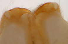 Tibellus maritimus - chelicerae (c) Consul