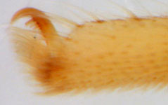 Tibellus maritimus - scopula (c) Consul