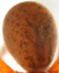 Trochosa terricola opisthosoma (c) Dicke