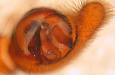Trochosa terricola - male palp (c) Schumacher/Kuhlen