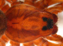 Trochosa terricola prosoma (c) Dicke