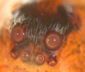 Xerolycosa miniata eyes (c) Dicke