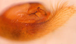 Xerolycosa miniata - male palp (c) Schumacher/Kuhlen