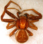 Xysticus bifasciatus - male (c) Linke/Borggrefe