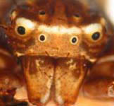 Xysticus cristatus - eyes (c) Mehren