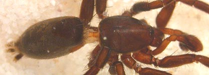 Zelotes subterraneus - male (c) Lewrenz