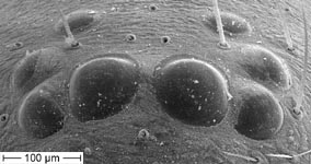 Zodarion sp. - syes frontal view (c) ZFMK spider course 2005