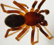 Zodarion sp., male (c) Nettekoven