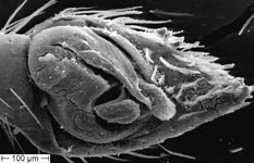 Zodarion sp. - genital bulb (c) ZFMK spider course 2005