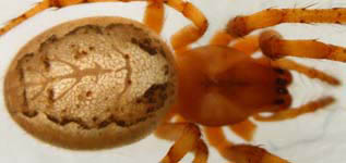 Zygiella x-notata - habitus female (c) Aretz